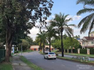 Street view with palm trees and houses