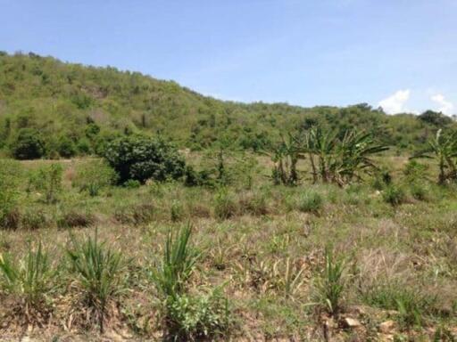 16 Rai of Land near Pineapple Valley Golf Club