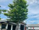 Outdoor view of a house with a tree in front and cars parked in a garage