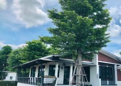 Exterior view of modern house with large tree in front