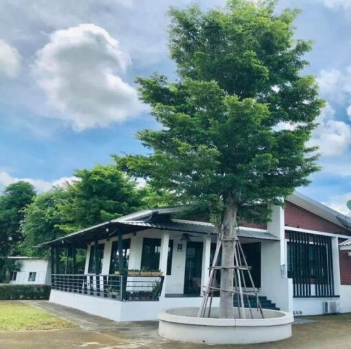 Exterior view of modern house with large tree in front