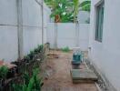 A backyard area in a residential property with a small garden space and banana trees.