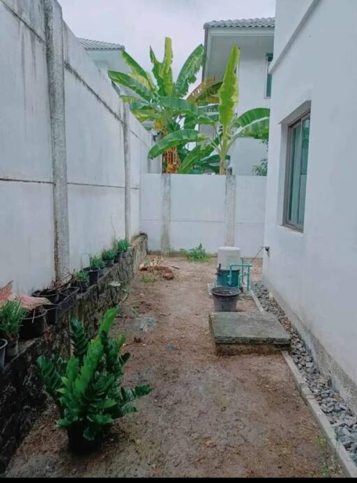 A backyard area in a residential property with a small garden space and banana trees.