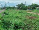 Vacant land with greenery