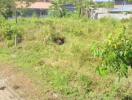 Vacant land with vegetation