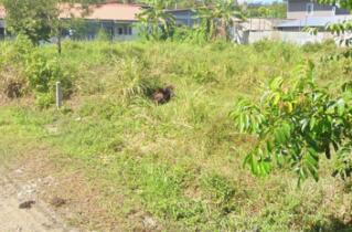 Vacant land with vegetation