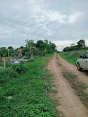 Country dirt road leading to a rural property with vegetation and trees