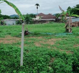 Large green yard with banana plants