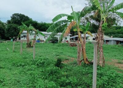 View of the property with banana trees and a surrounding green area