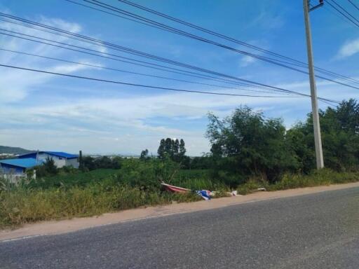 Street with vegetation and power lines