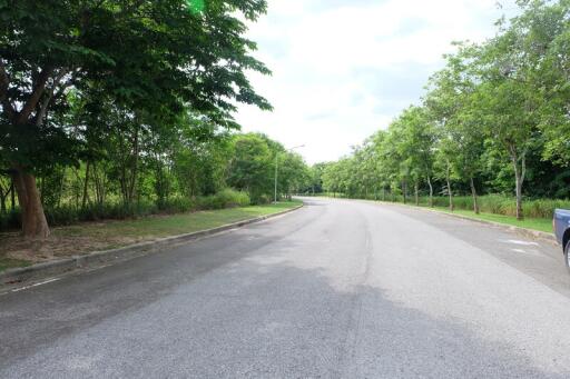 Quiet tree-lined street