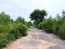 Overgrown road with greenery and trees