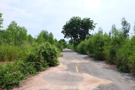 Overgrown road with greenery and trees