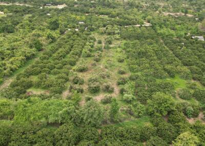 Aerial view of vast green farmland with neatly arranged crops and surrounding vegetation