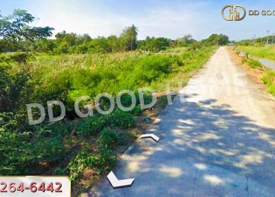 Country road leading through green vegetation