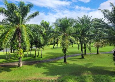 View of a lush, green garden with palm trees and a walking path