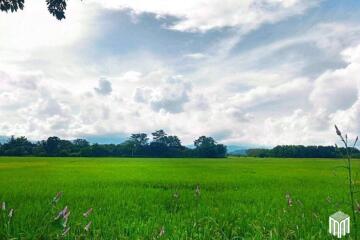 Property id 225ls Land for sale in San Pong, Mae Rim. 1-1-11Sq.wa., near San Pong Subdistrict Municipality.