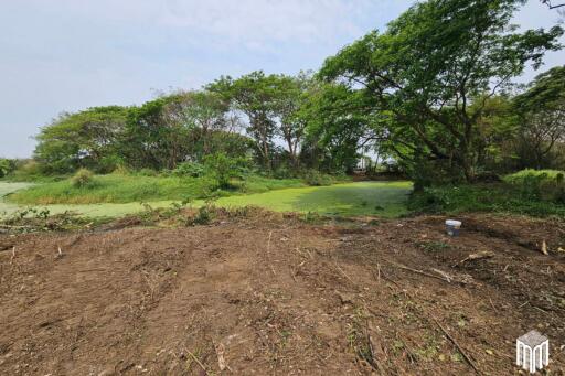 Property id 224LS Land for sale in Saraphi 1Rai 3Ngan 96sq.wa. near Global House Wiang Kum Kam