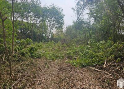 Property id 224LS Land for sale in Saraphi 1Rai 3Ngan 96sq.wa. near Global House Wiang Kum Kam