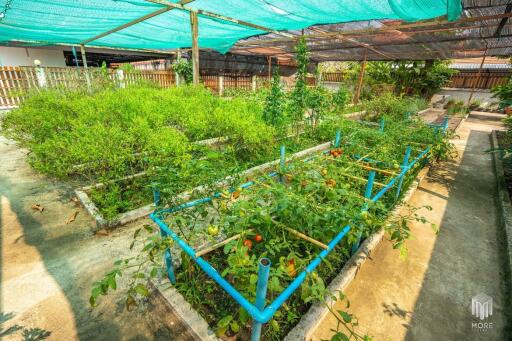 More-023PS Thai teak house for sale in Chiang Mai With swimming pool, Yard , vegetable plot , Near San Kamphaeng Market, San Kamphaeng District, Chiang Mai