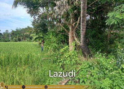 Land For Sale In Rong Wua Daeng