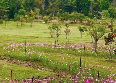 Land For Sale In Sop Poeng