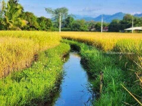 2-story detached house, 3 bedrooms, 2 bathrooms, rice field view, near Mae Malai Market.DB-