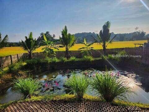 2-story detached house, 3 bedrooms, 2 bathrooms, rice field view, near Mae Malai Market.DB-