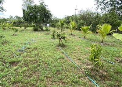 Beautiful 211 square wah land plot, Leveled flatten land, in Buak Kang zone, San Kamphaeng.