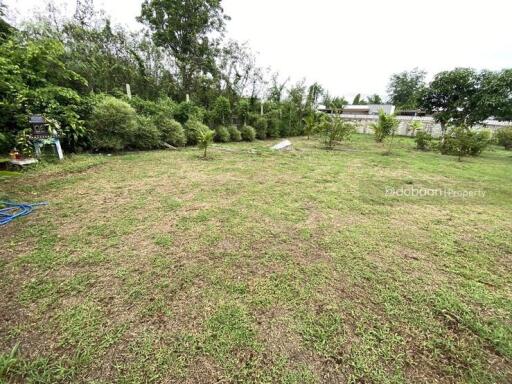 Beautiful 211 square wah land plot, Leveled flatten land, in Buak Kang zone, San Kamphaeng.