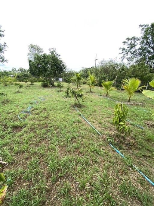 Beautiful 211 square wah land plot, Leveled flatten land, in Buak Kang zone, San Kamphaeng.