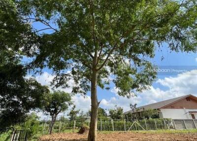 Beautiful land near the city, 214 sq m., not including growing land. Near Charoen Charoen Market