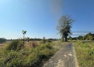 Beautiful 14 rai 1 ngan 55 square wah land plot in San Pa Tong zone, near Hang Gaew Market.