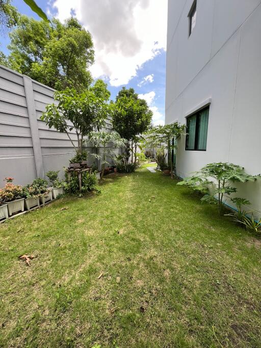 Side yard with greenery