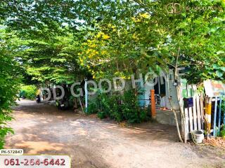 Exterior view of a house surrounded by greenery