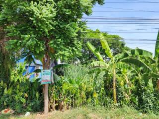 Vacant land with greenery and trees