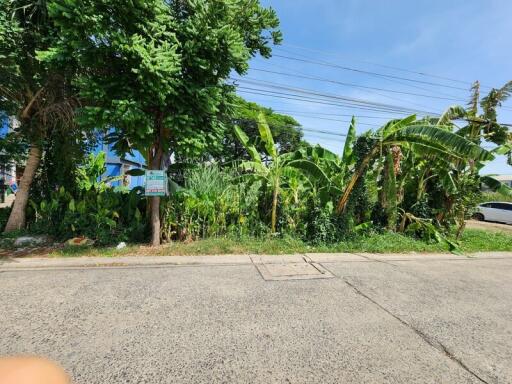 Outdoor view of greenery and trees