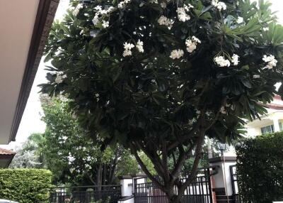 Beautiful garden with a flowering tree