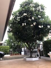 Beautiful garden with a flowering tree