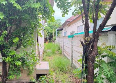 Outdoor garden area with vegetation and trees