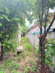 Outdoor garden area with vegetation and trees