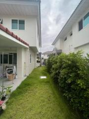 Backyard area with grass and plants