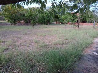 Vacant land with a few trees
