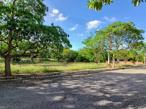 Tree-lined street with greenery