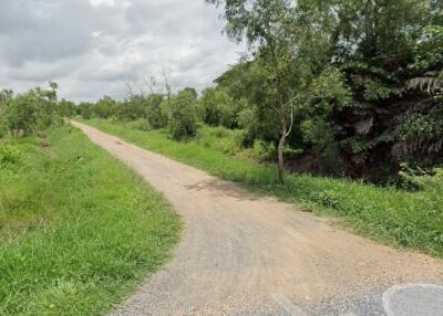 Dirt road surrounded by greenery