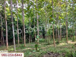 Forest area surrounding property