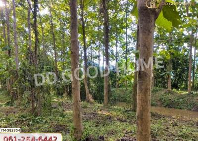 Wooded area with trees and greenery