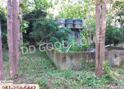 Outdoor garden area with greenery