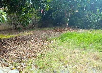 Overgrown garden with grass and trees