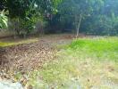 Overgrown garden with grass and trees